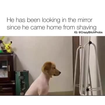 If the hair was there would i stare would i care do i dare compare