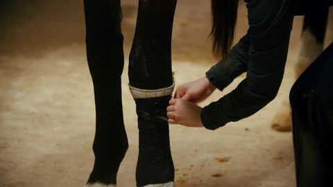 Riding a horse - woman rider putting leggings on her horse