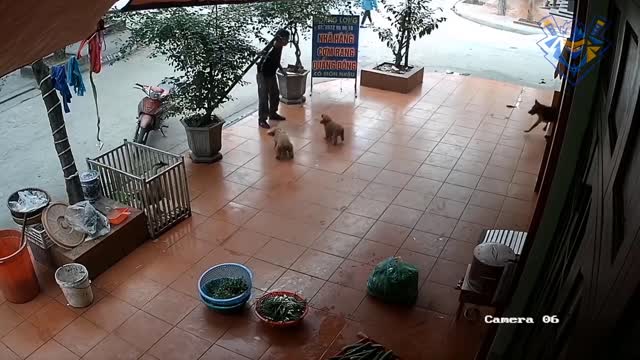 Funny animal attack