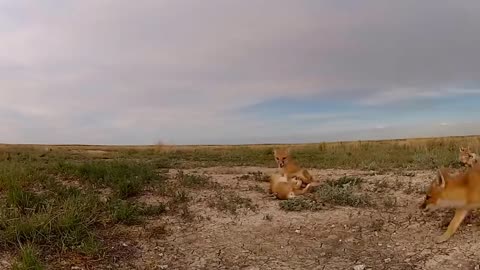 How Golden Eagle Attacks Fox From The Sky