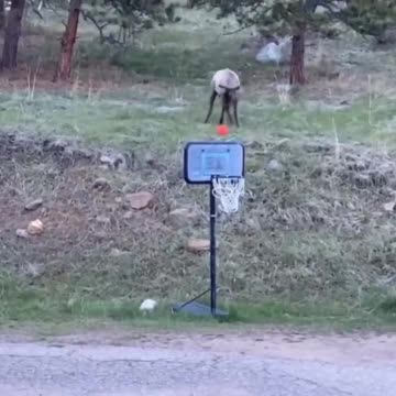 Plays ball with kids.. 😅