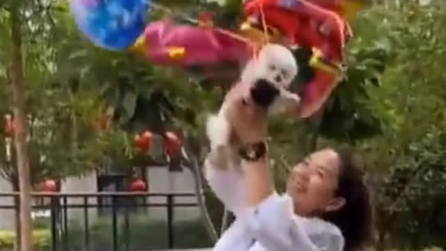 Flying Dog #Funny #Video