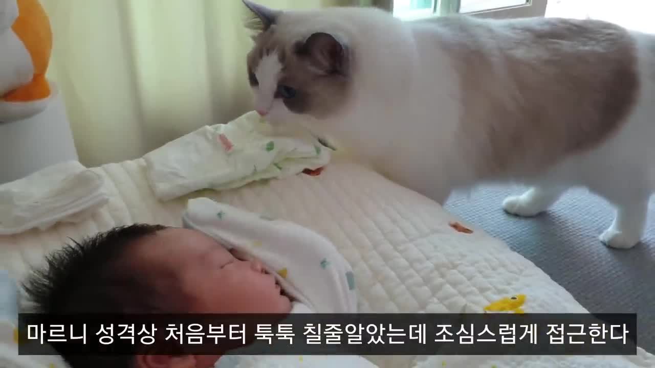 Cats first encounter with a baby