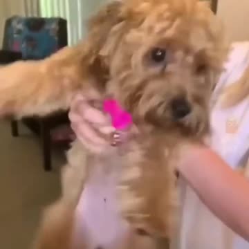 Episode 8| cute cats and dogs compilation video | cutest baby animals