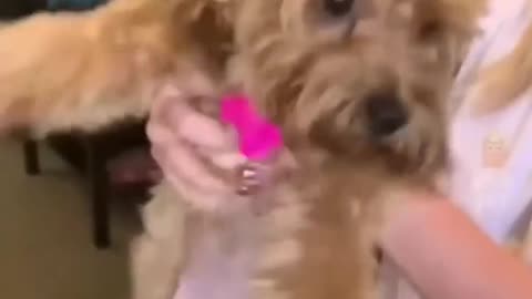 Episode 8| cute cats and dogs compilation video | cutest baby animals