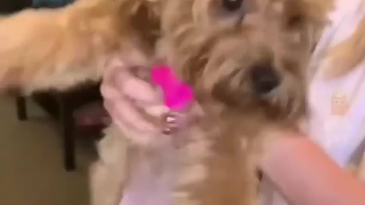 Episode 8| cute cats and dogs compilation video | cutest baby animals