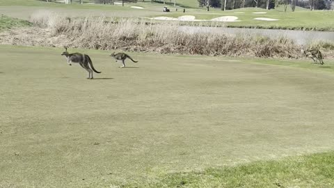 Golfers Wait For Kangaroo Traffic