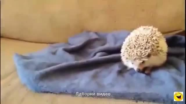 Don't joke with a hedgehog