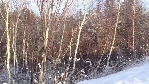 Winter forest, wonderful nature of Kazakhstan