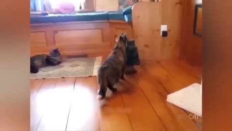 Funniest Cats And Dogs Videos 😂 - Best Funny Animal Videos 2023 😅 #11