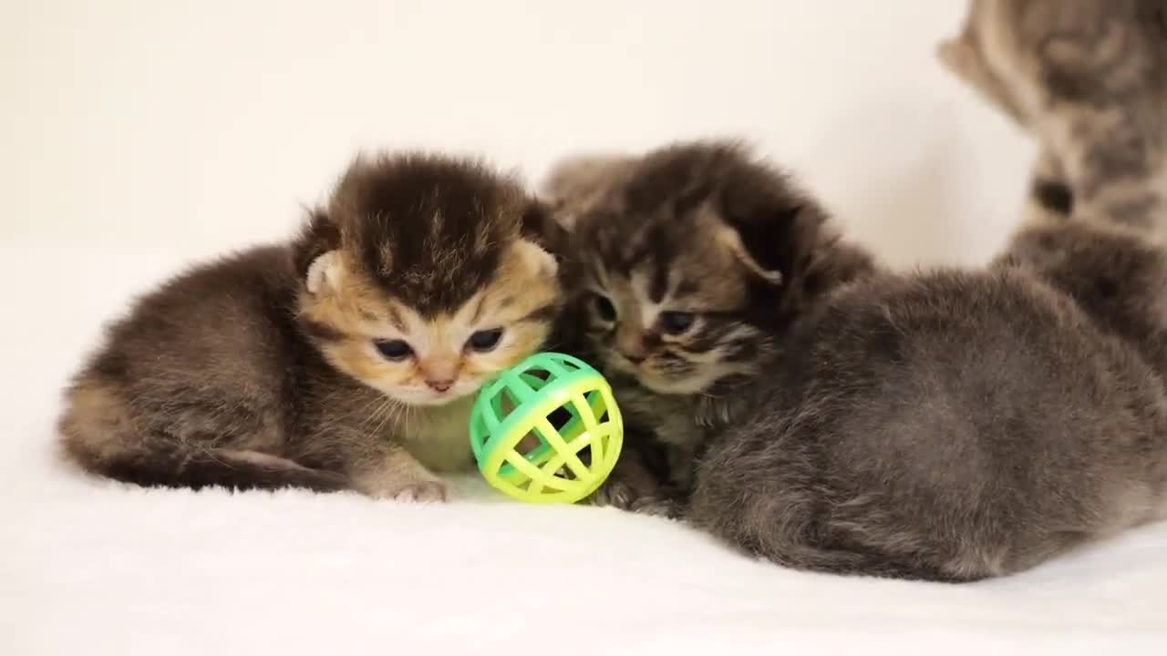 The kittens are a little scared of the toys they see for the first time