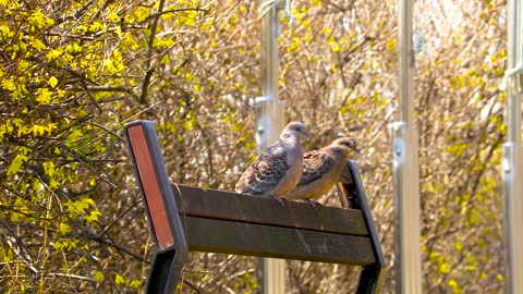 Pigeon Park Chair Bench Wing Feather New Animal