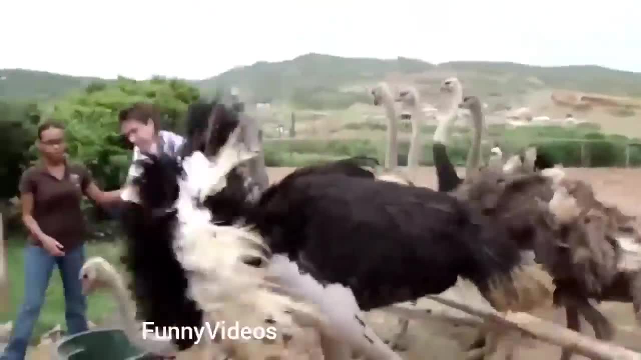 Funny Animals Videos _ Funny Girl Video lucu 2019 _ Funny girl Fails _ funny zoo Animals