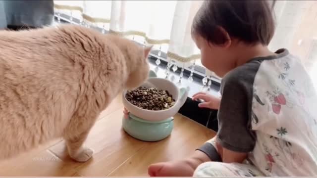 Family Cat Is Jealous of New Kittens