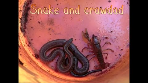 Snake & Crawdad - Bucket Times