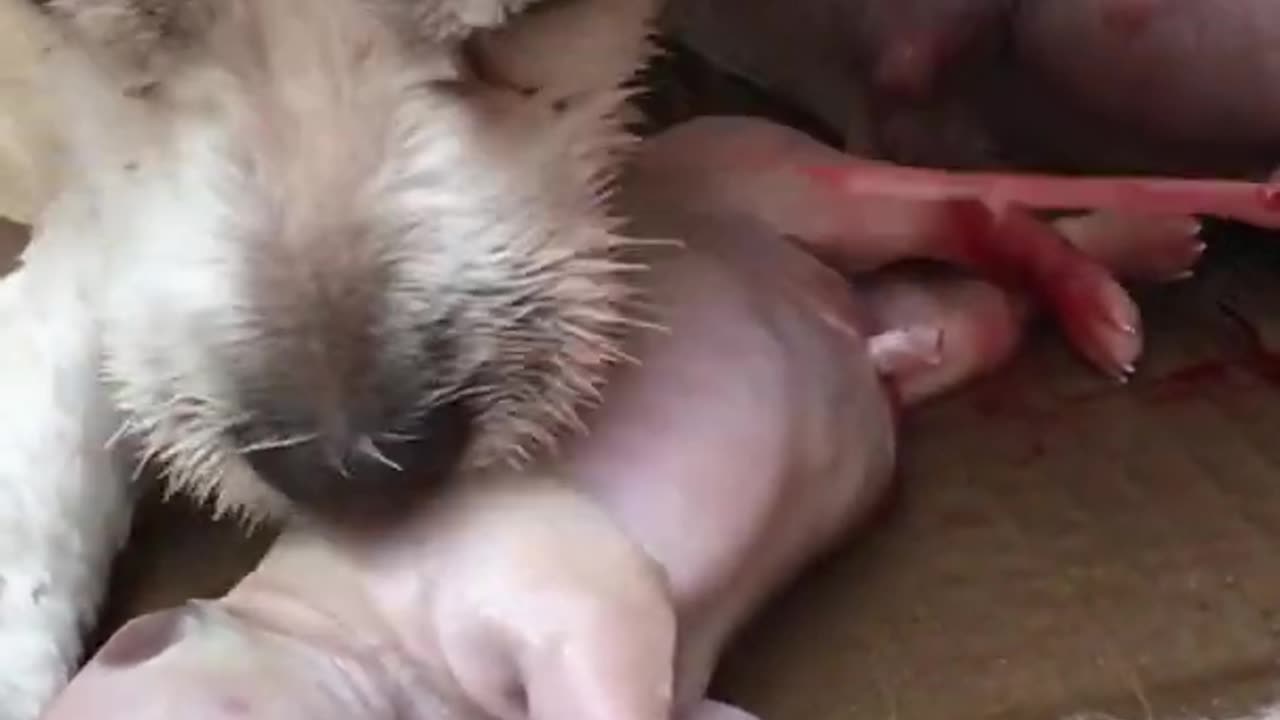 Fascinating Video of A Dog Giving Birth To A Puppy