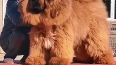 Top 5 Cute Dog Funny Video Cute Animals Video
