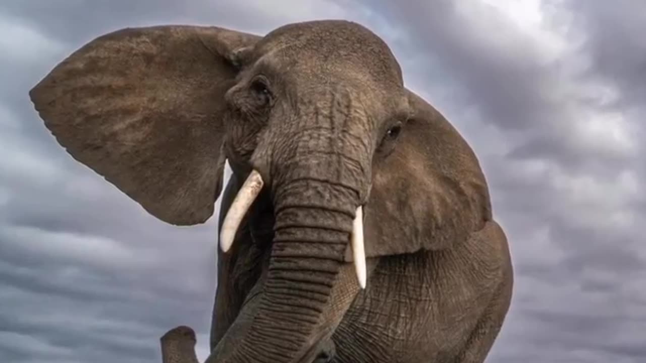 "Capturing the Majestic: Was the Risky Camera Move Worth It Near the Elephant Group?"