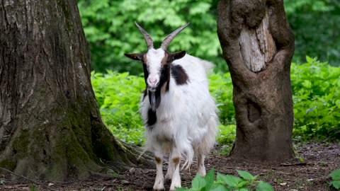 Funny goat moments