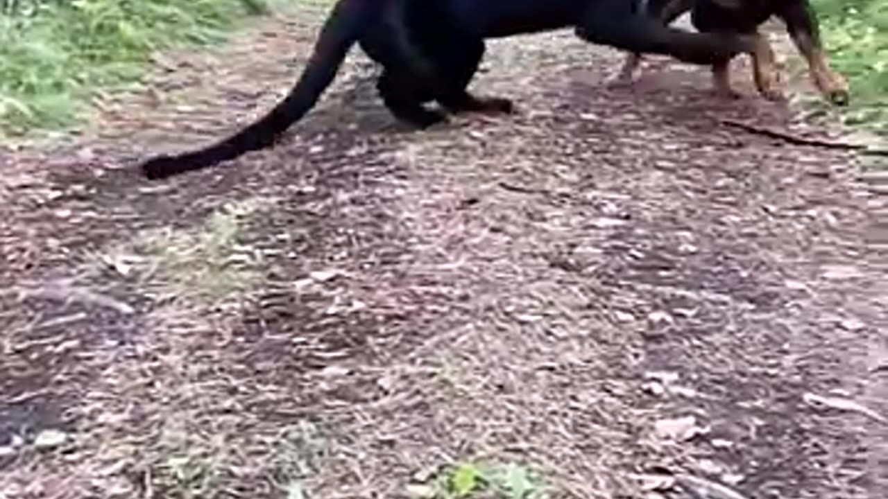 To dog together fight