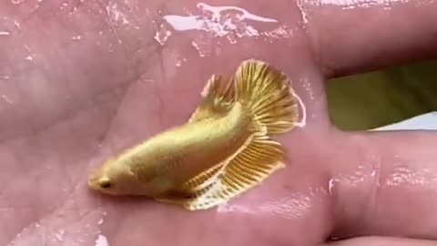 Gold fish