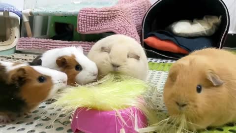 The hamster family wordy powder ~ corn