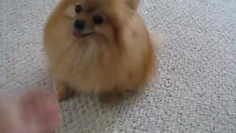 Pomeranian growling
