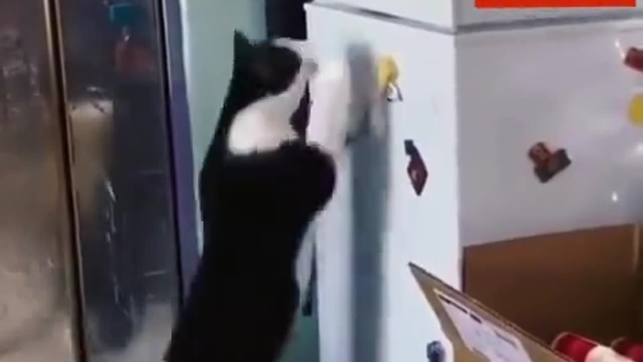 How much do cats need to be punched?