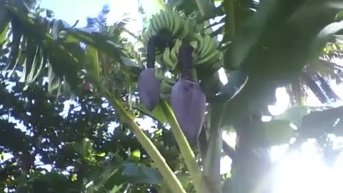 Banana tree with lots of banana bunches, they are still green! [Nature & Animals]