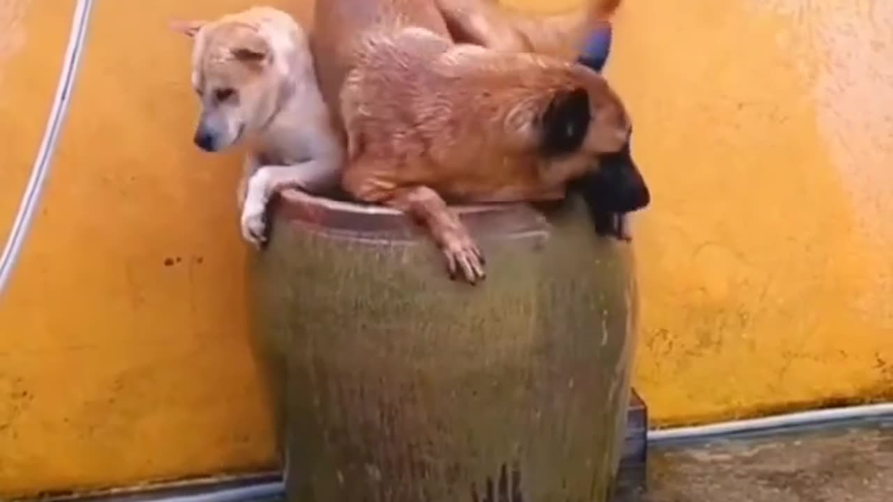 Dog,funny dogs