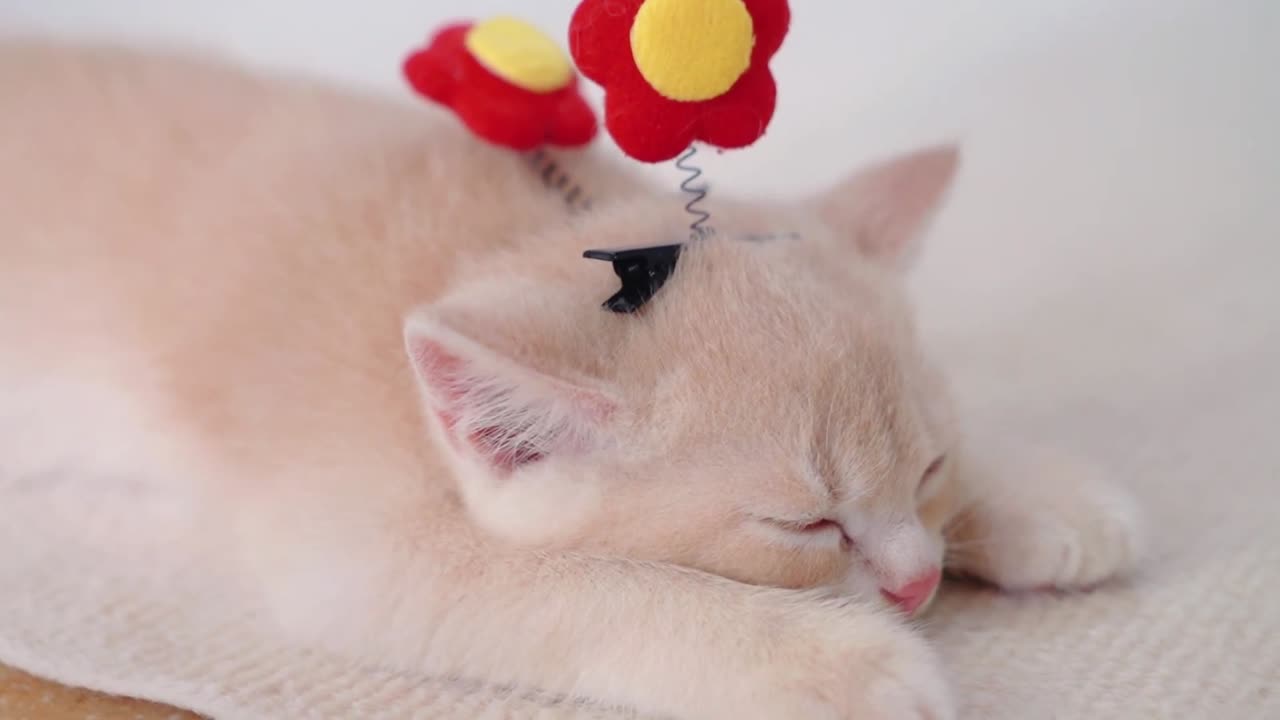 Play with 2 cute kitten brothers using clips, flowers, sleeping bags.