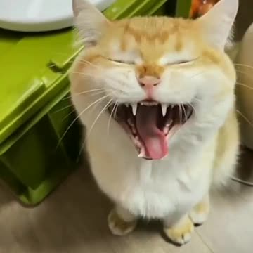 Cat has a weird reaction