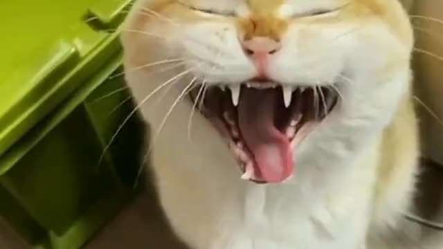 Cat has a weird reaction