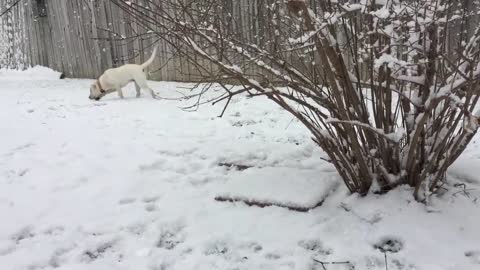 Mabel's First Snow