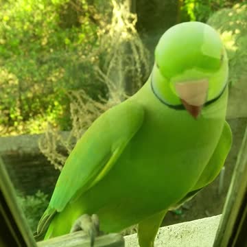 The parrot clicks on the window