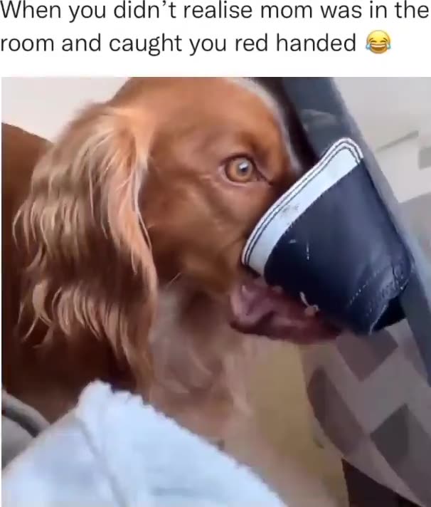 When dog is single home