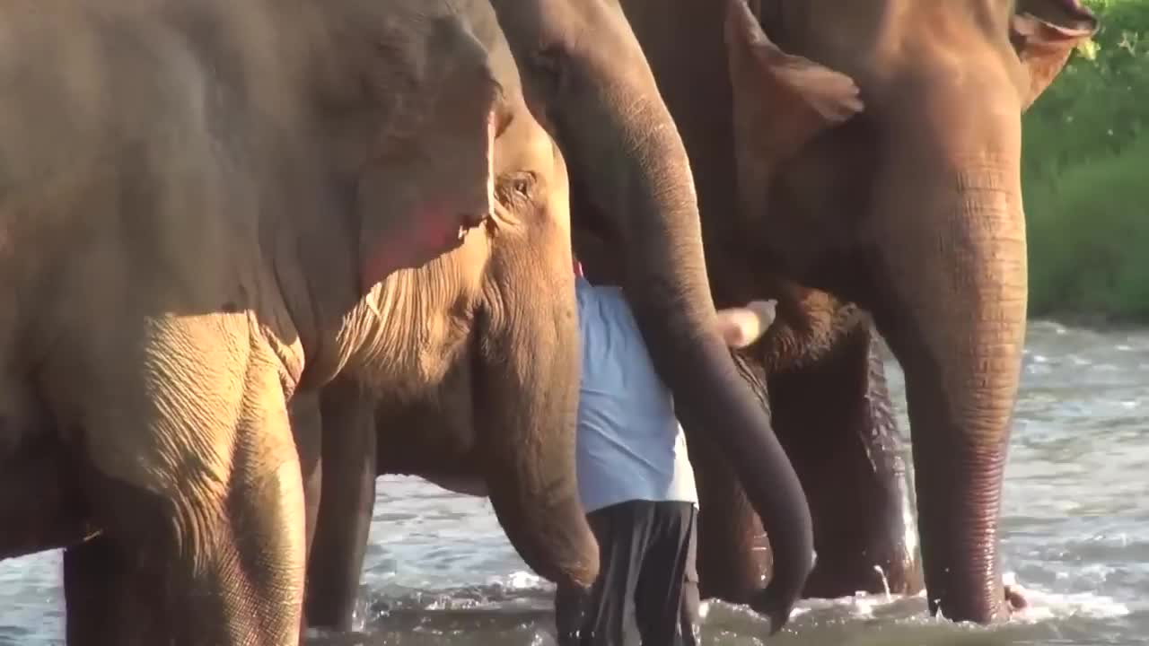 Animals Reunited With Owners AFTER YEARS!