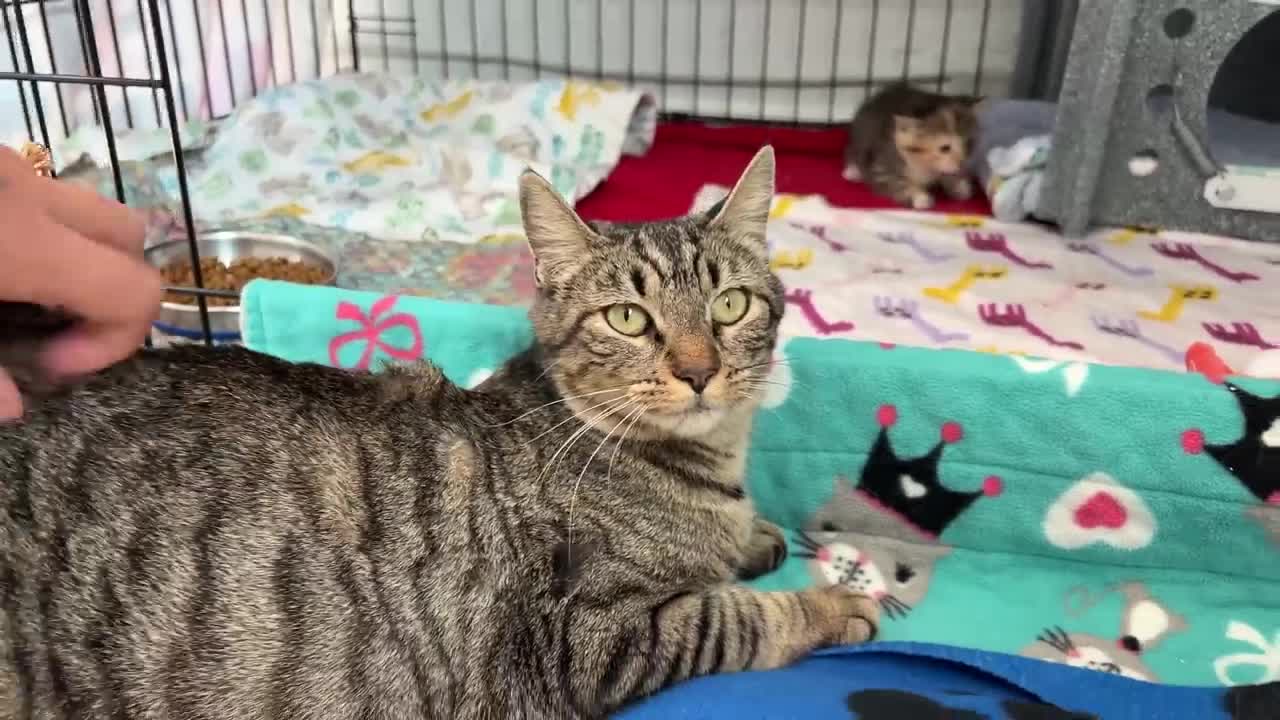 Mama Cat Reunited with Kittens After Weeks Apart