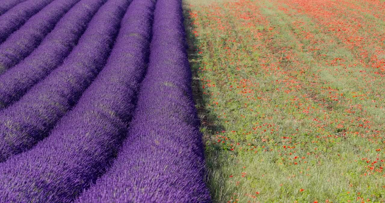 Lavender Fields of the Provence, France (4K Stock) (1)