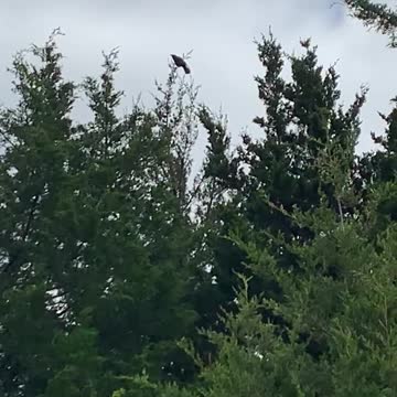 When Does an UNCaged Bird Sing?