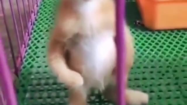 #cat #pet #catsoftiktok #cute #kitty #cutecat #cutekitty #fyp #fyp