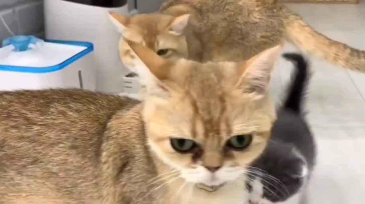 Mother cat heard kitten meow on the phone for the first time.