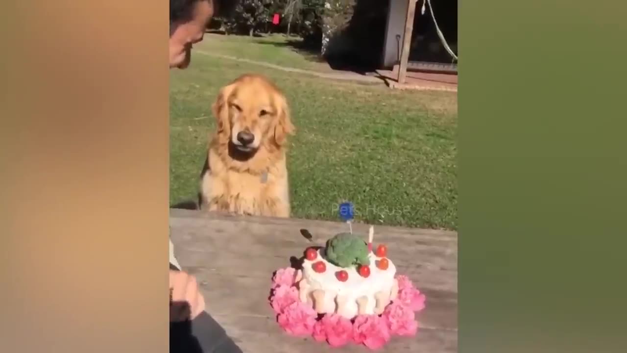 dog-reaction-to-cutting-cake-🤣-funny-dog-cake-reaction-compilation-pets-house