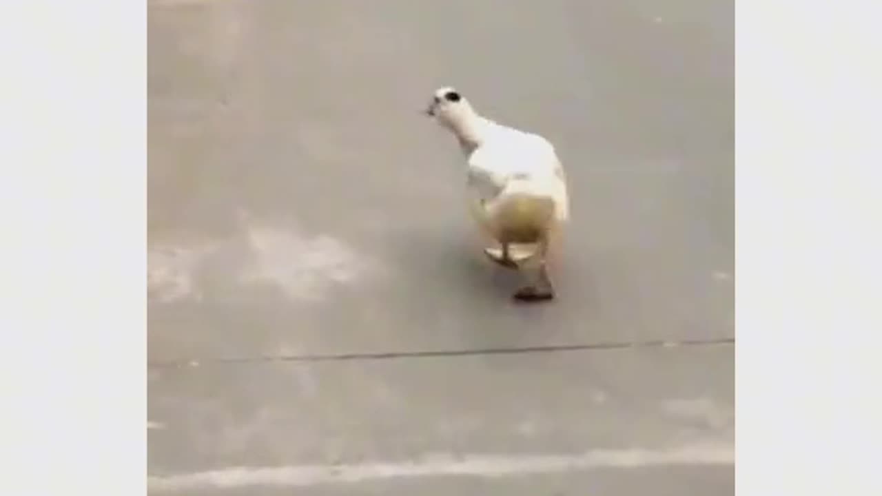 TikTok Animal Fun, Funny Videos, Beautiful Duck fun