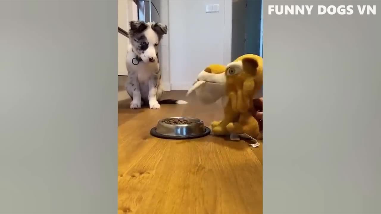 Best Funniest Animals 2023 😍 Funniest Dogs And Cats Videos 🐱🐶 #6