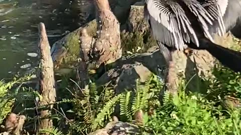 Rare Anhinga bird, Tupi Indians in Brazil call it the devil bird or evil spirit of the woods.