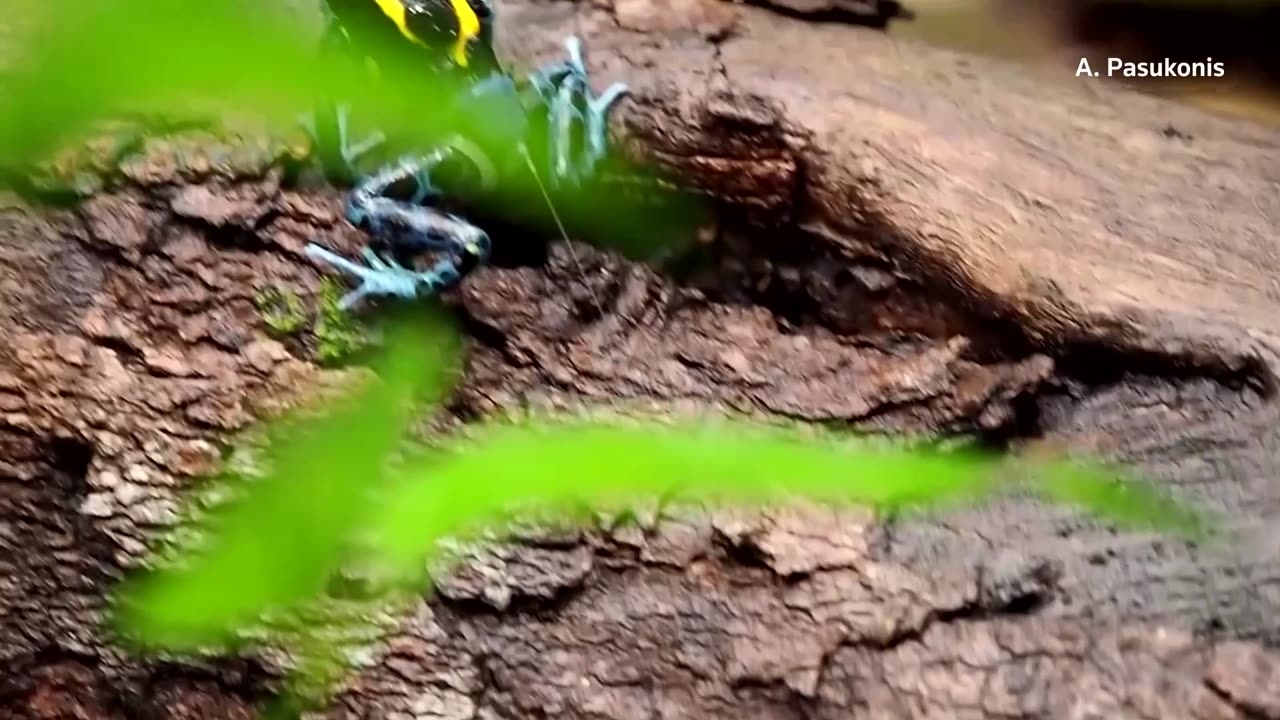 Radio-pants help researchers track rainforest frogs