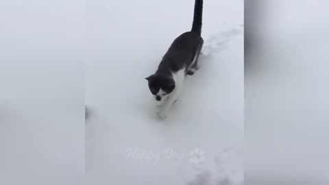 Funniest animals you will see today
