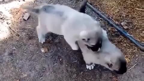 Dog fight with brother