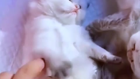 I playing with cute cat cat funny cat video cat funny video